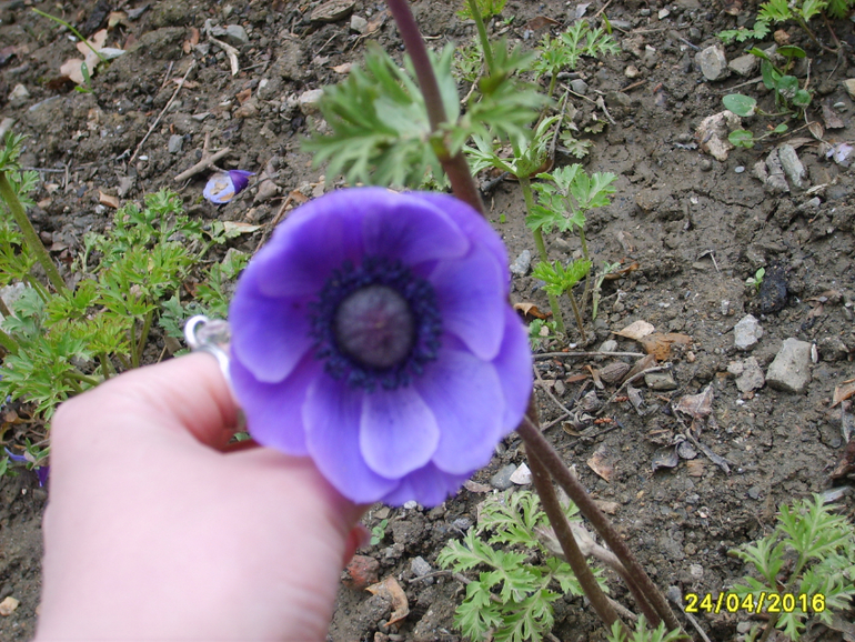 Никитинский ботанический сад.