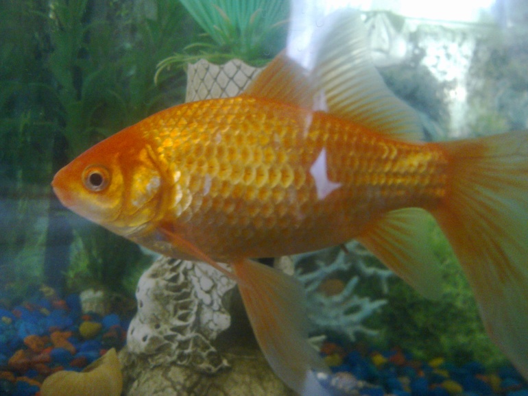 Осваиваем аппликацию. Рыбка