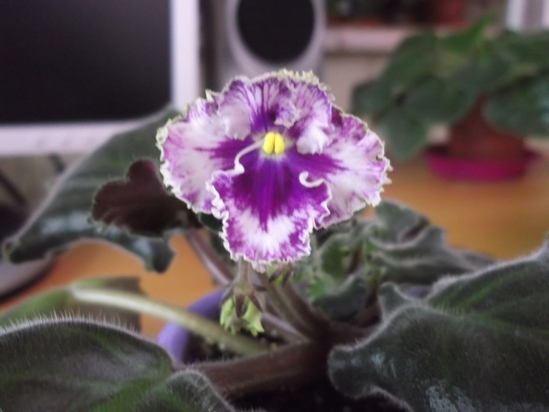 Продам сортовые фиалки.