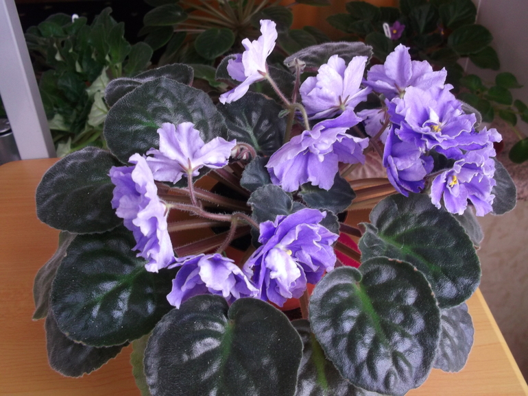 Продам сортовые фиалки.