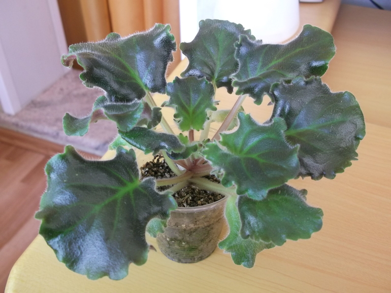 Продам деток , сортовые фиалки.