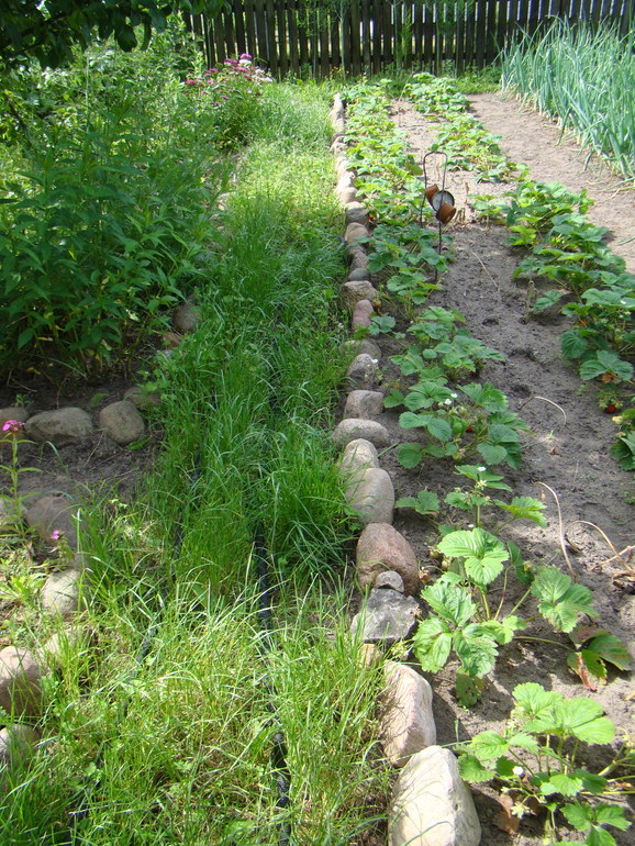 Мой огород( частично)