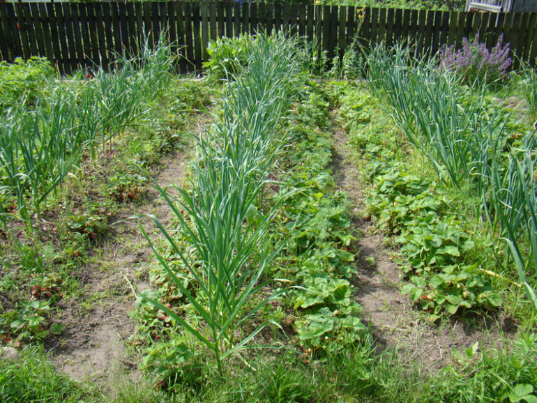 Мой огород( частично)