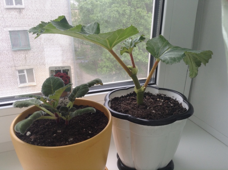 Мои друзяшки))