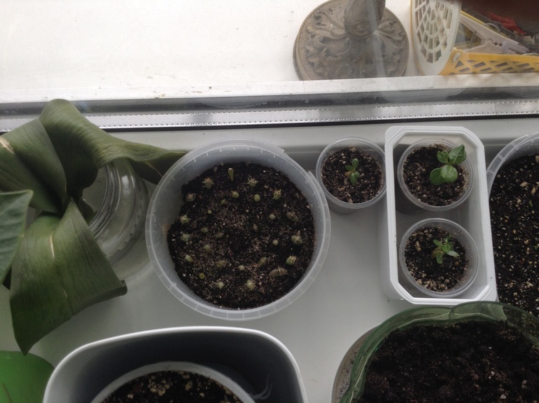 Мои друзяшки))