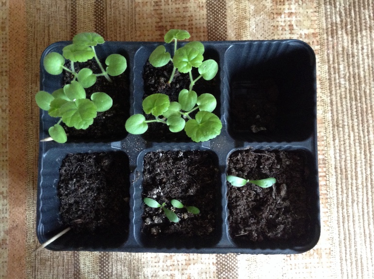 Насмотрелась