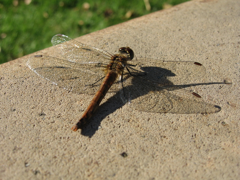 Красные стрекозы.....