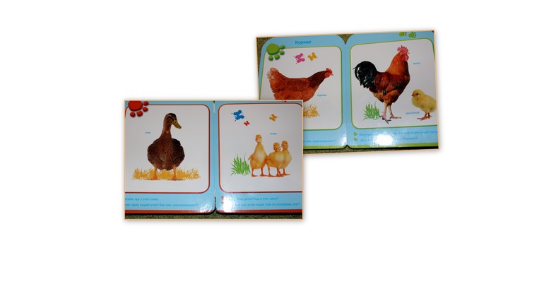 Наша птичья неделя