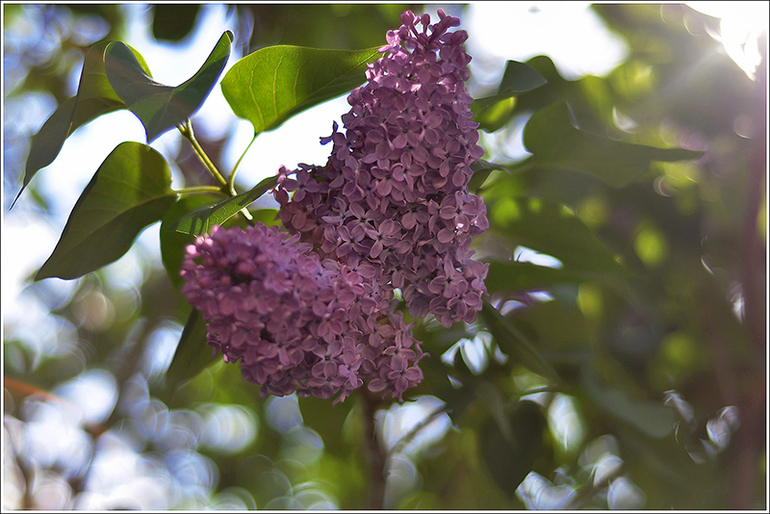 Наш Никополь-город побед))