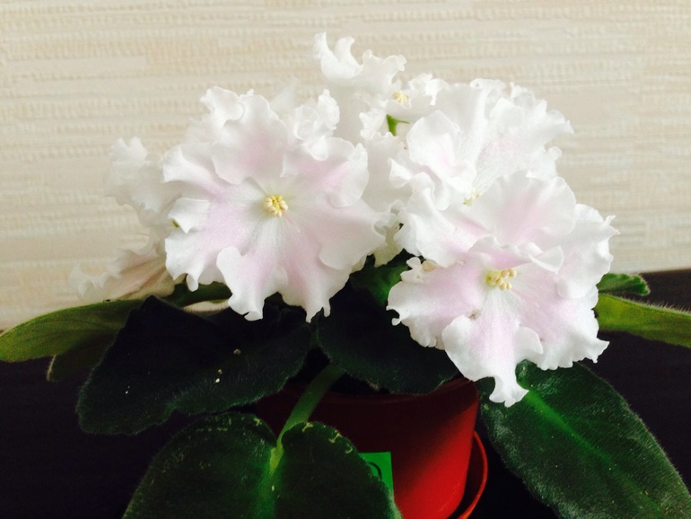 Мои красавицы и красавцы!