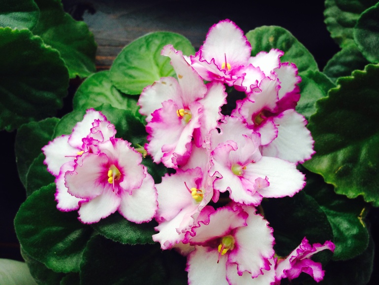 Мои красавицы и красавцы!