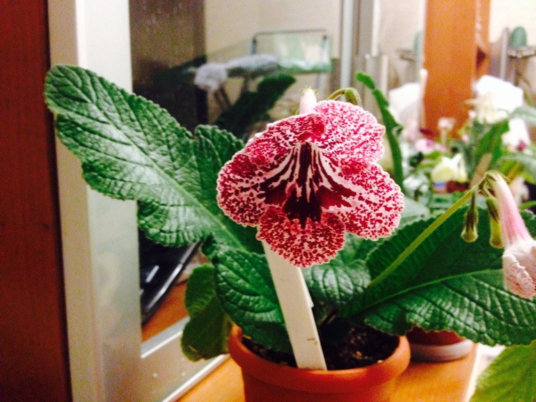 Мои красавицы и красавцы!