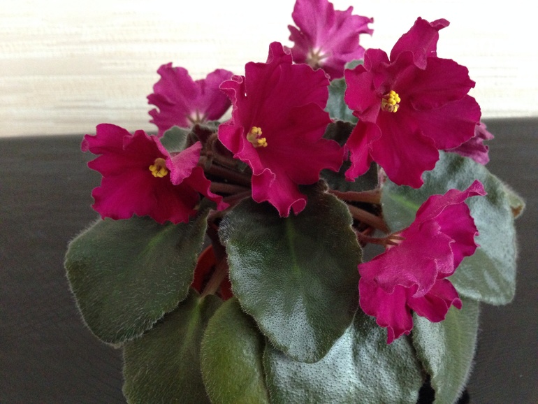 Мои красавицы и красавцы!