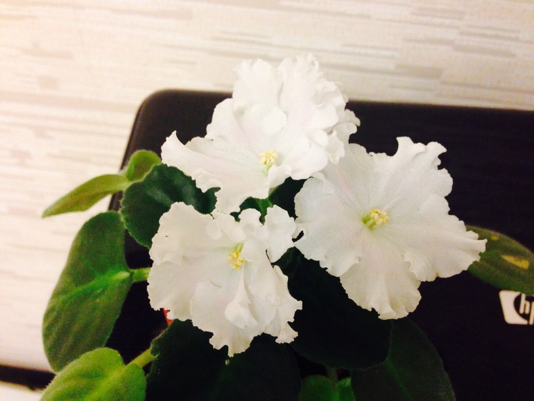 Еще немного красоты!))