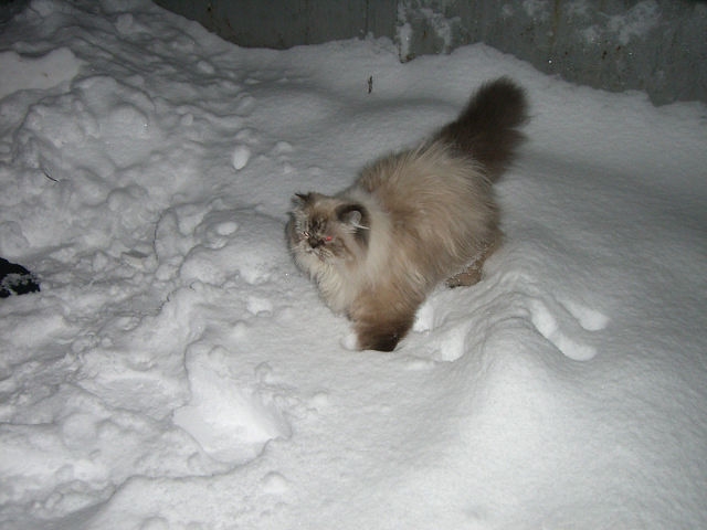 Наши любимые кошки
