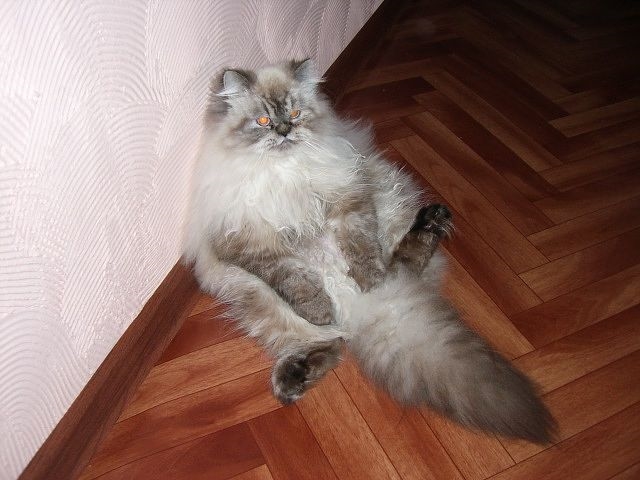 Наши любимые кошки