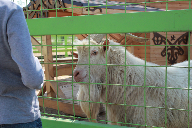 Наше первомайское_Конный парк РУСЬ