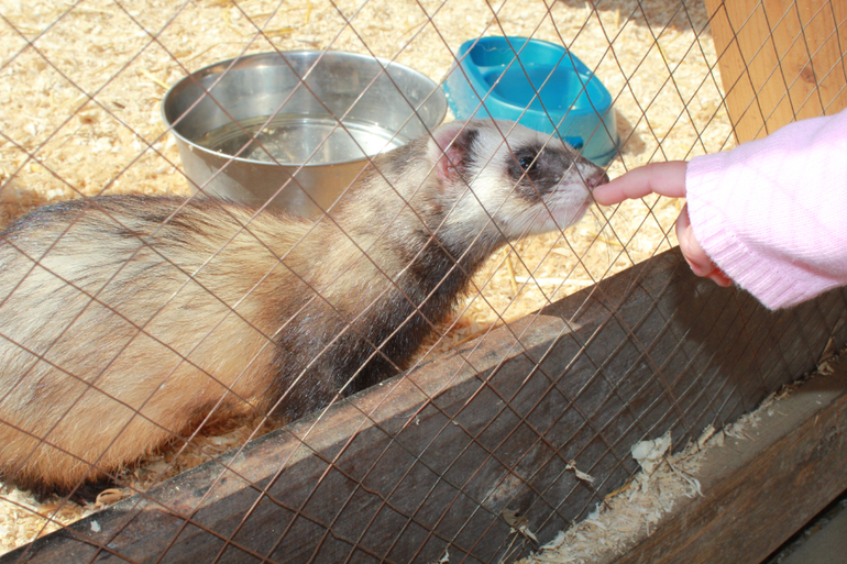 Наше первомайское_Конный парк РУСЬ