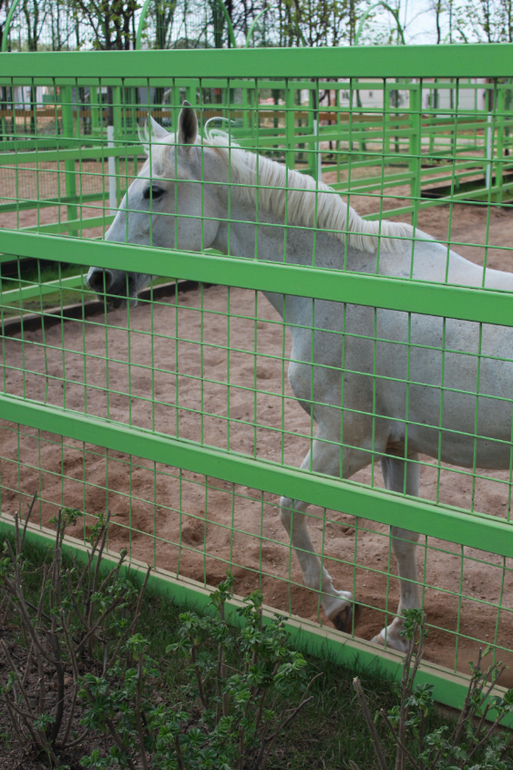 Наше первомайское_Конный парк РУСЬ