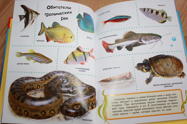 Мир в картинках