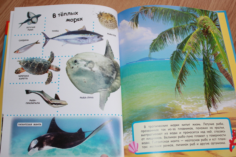 Мир в картинках