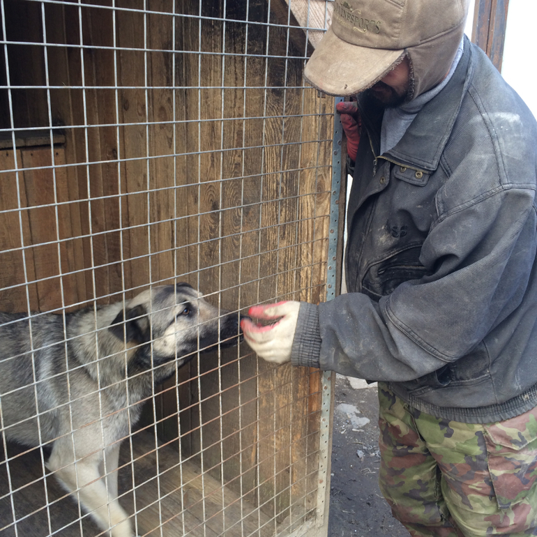 SOS!СРОЧНО ИЩЕМ ХОЗЯИНА!Подарите Хатико(Серому) ДОМ!ПОМОЖЕМ ВСЕМ МИРОМ!Нужен перепост!