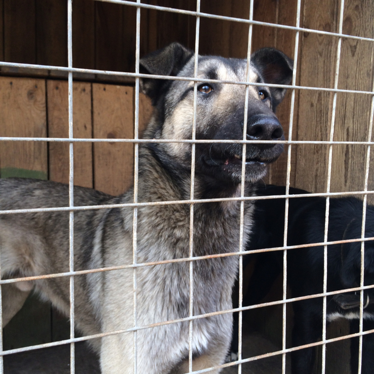 SOS!СРОЧНО ИЩЕМ ХОЗЯИНА!Подарите Хатико(Серому) ДОМ!ПОМОЖЕМ ВСЕМ МИРОМ!Нужен перепост!