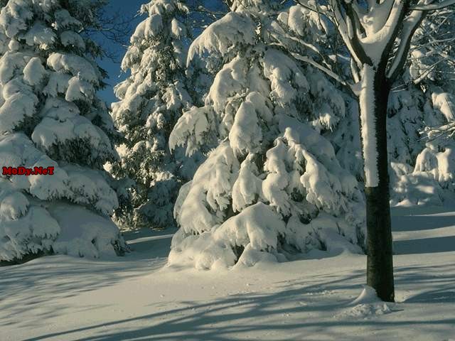 С первым снегом!!!