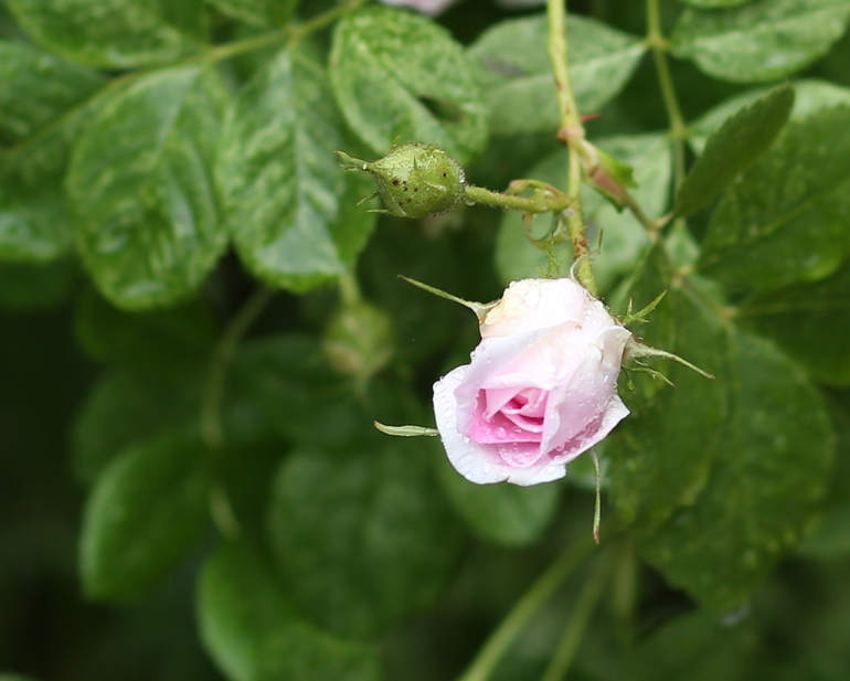 На выходных у бабушки)