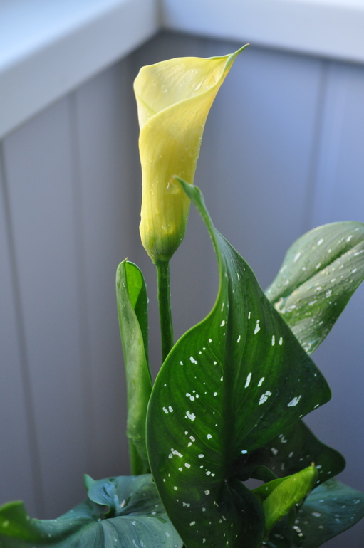 Обновочки:)