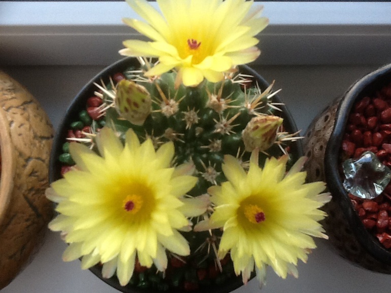 Один зацвел!:)