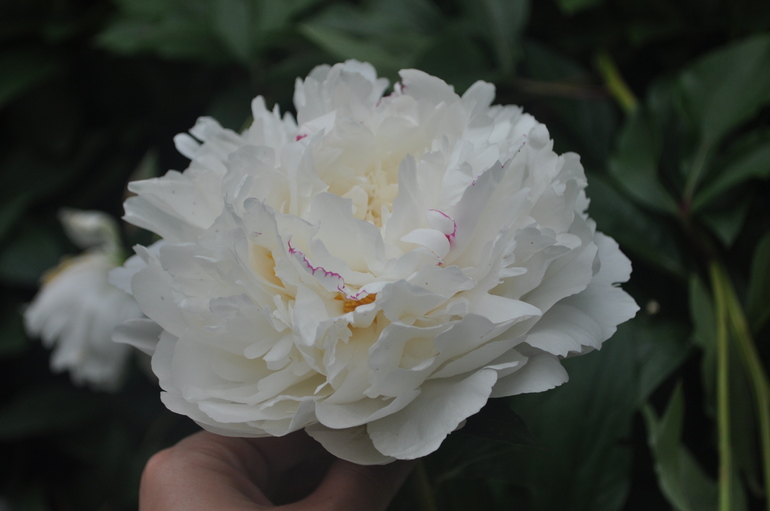 Для хорошего настроения:)