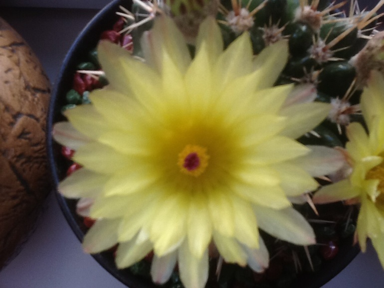 Один зацвел!:)