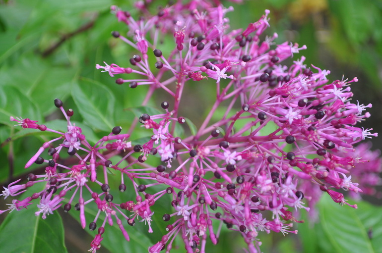 Для хорошего настроения:)