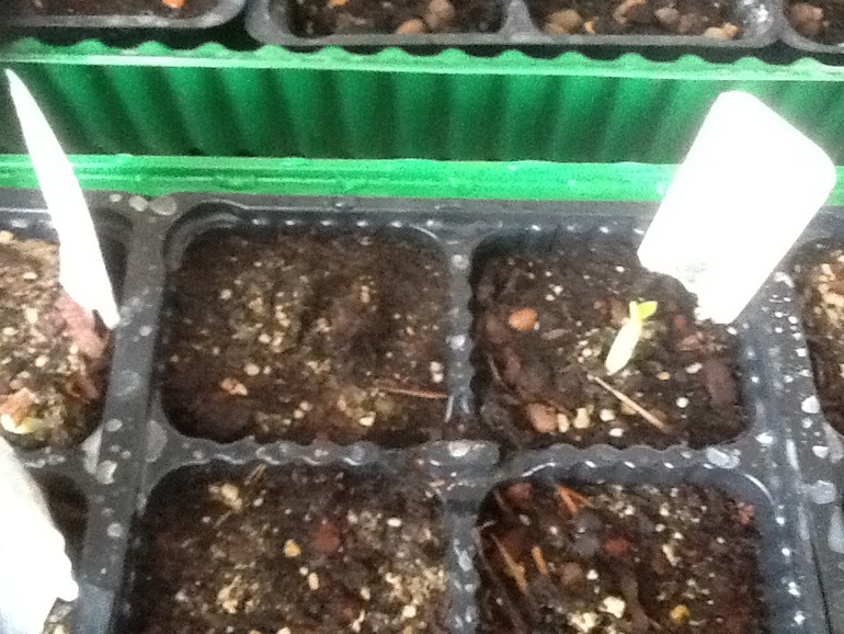 Прорастают:)