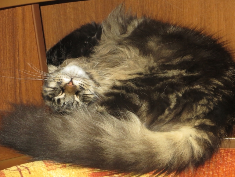 Мейн кун Адмирал