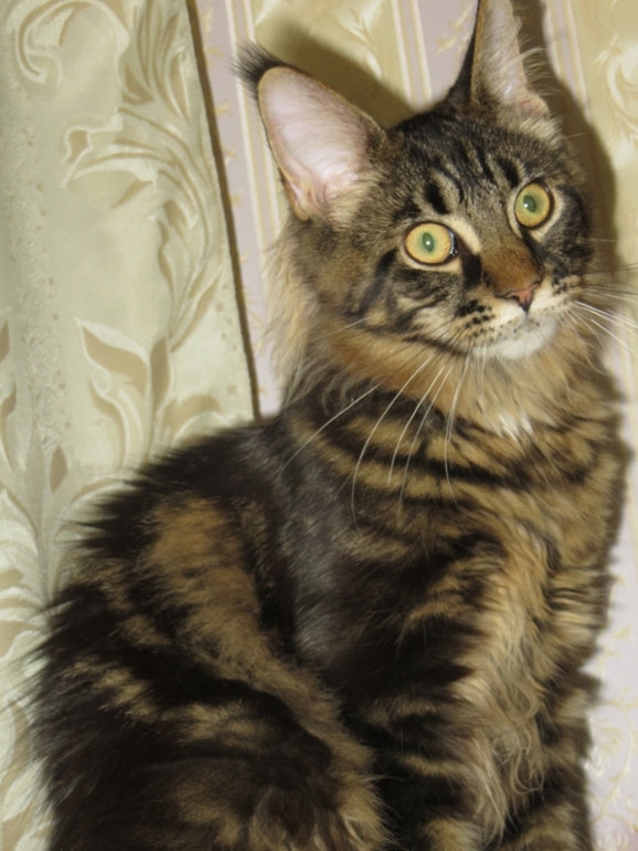 Мейн кун Адмирал