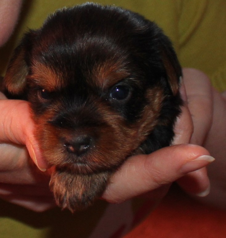 Выбор йорка