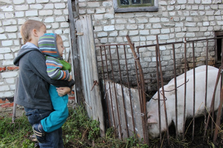 Свинки )
