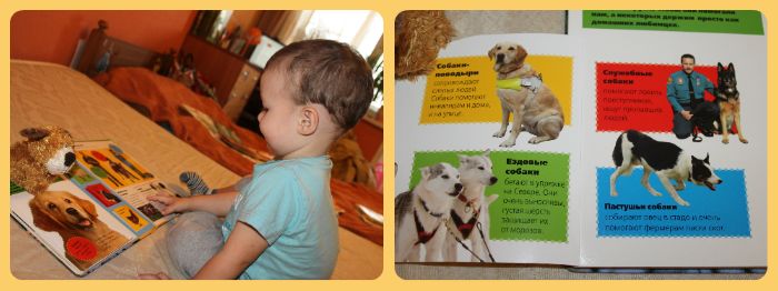 ТН Домашние животные, день 4 - Собака