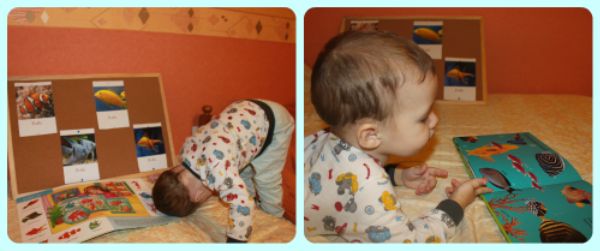 ТН Домашние животные, день 3 - Рыбки