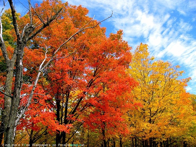 ТН Времена года, день 1- Осень.