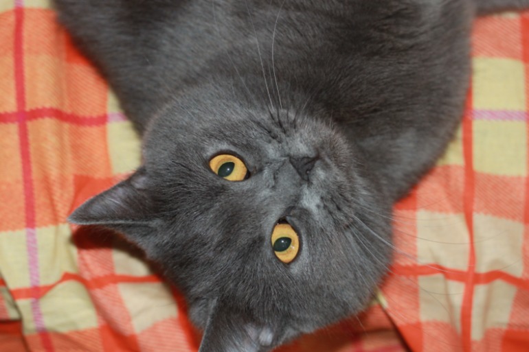 Котята ищут дом...