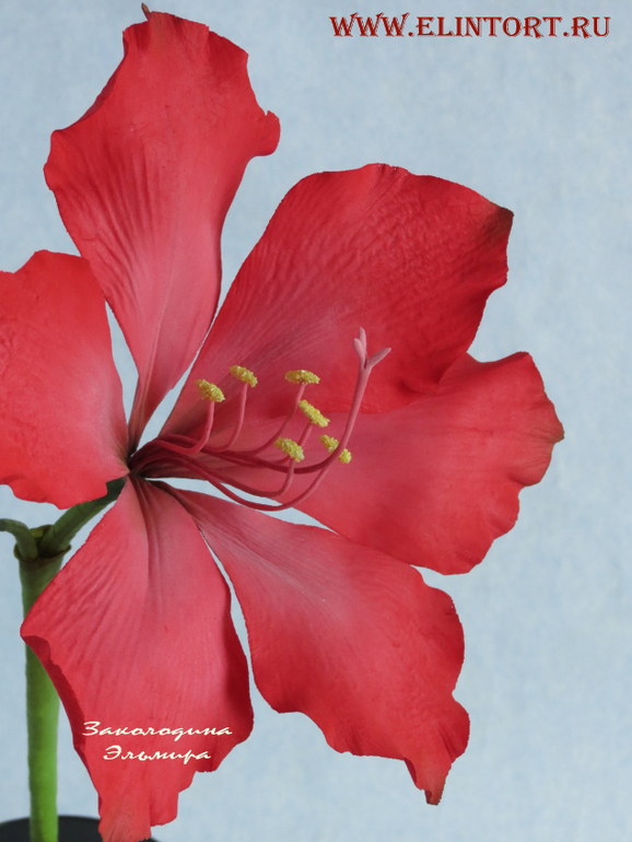 Мои Цветы со второго курса Олеси Голумбевской.