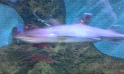 Экзотариум, океанариум