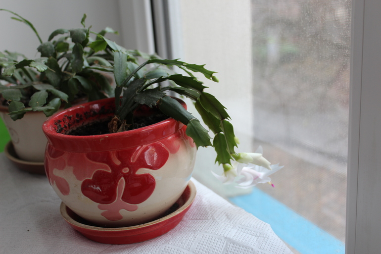 Цветы