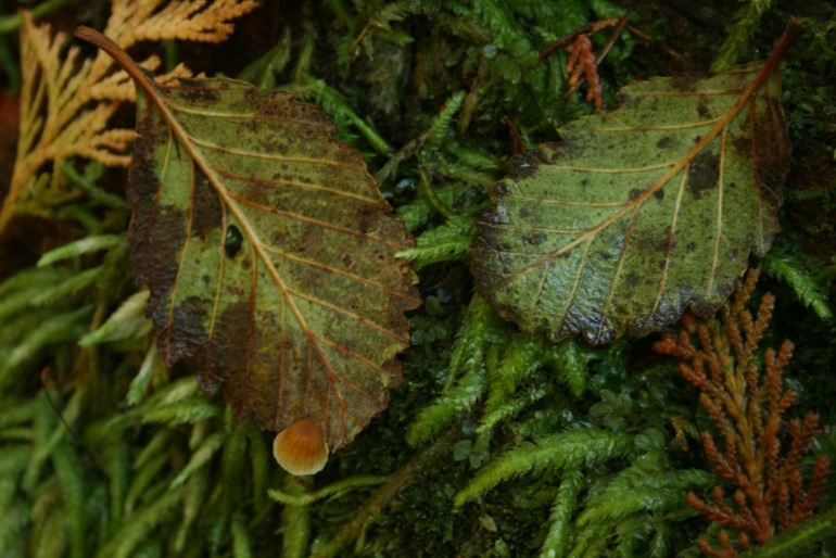 Осенние картинки