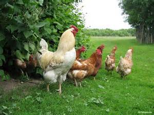 Предлагаем свежие домашние яйца