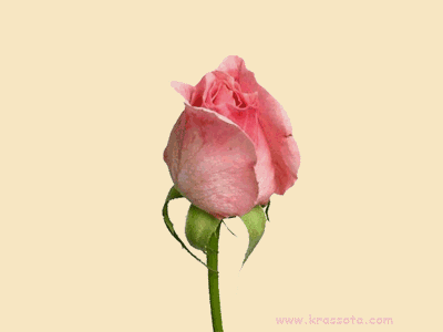 cd7ce2aa4e97a7e15be16cc9f47fb95e.gif