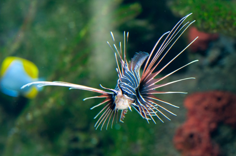 Берлинский аквариум